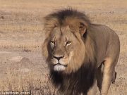 Xanda the lion