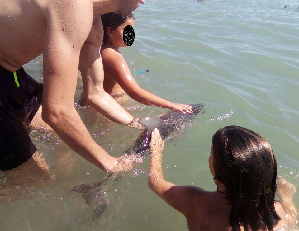 Spanish baby dolphin dies selfies