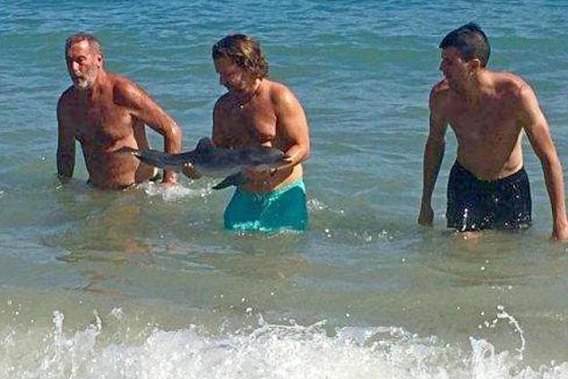 Spanish baby dolphin dies selfies