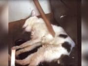 Watch: Tyrike Richardson Facebook livestreams torturing neighbor’s cat Tyrike Richardson