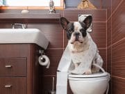 Tips To Bring A New Dog Into Your Home Tips To Bring A New Dog Into Your Home