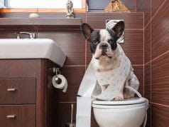 Tips To Bring A New Dog Into Your Home