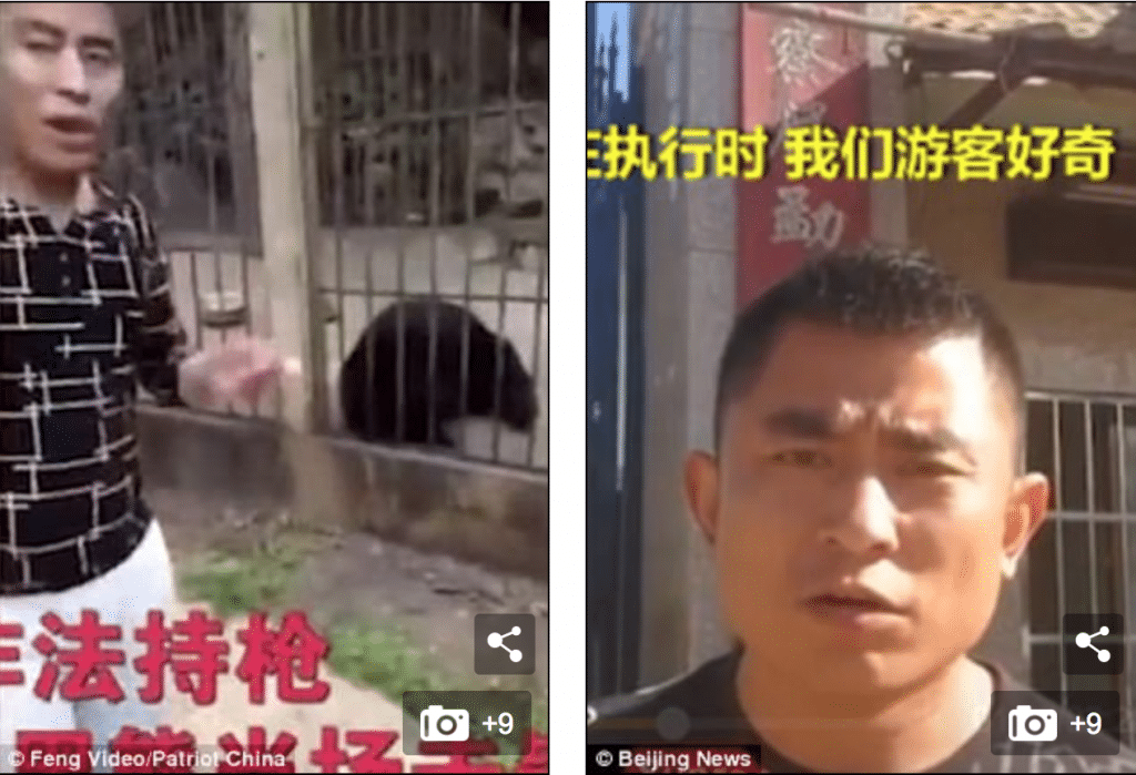 Chinese tourist shoots Asiatic black bear