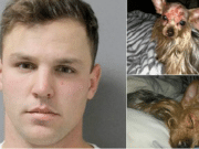 ‘I was just messing’ Louisiana man mutilates friend’s Yorkshire terrier dog Samuel Smith