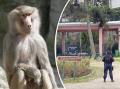 52 Paris zoo baboons escape