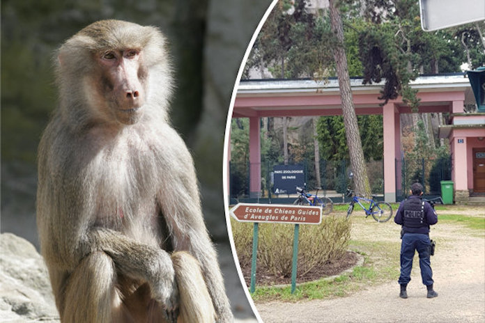 52 Paris zoo baboons escape