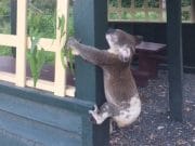 Why? Dead Koala screwed to Queensland pole