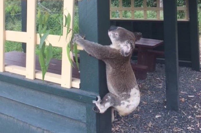 Dead Koala screwed to post