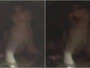 ‘I washed it’ Russian man kills girlfriend’s cat after washing machine 800 spins per minute rinse Ivan Vasliev