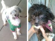 California ‘horror house’ mom treated pet dogs better than kids Louis Turpin pet dogs