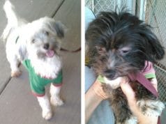 Louis Turpin pet dogs