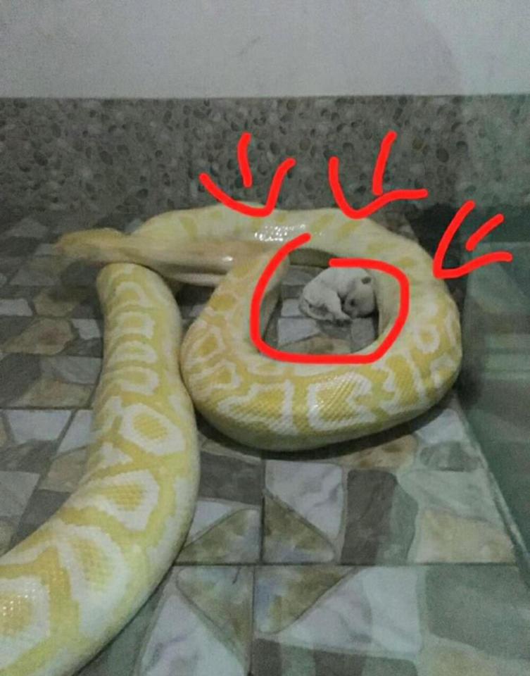 Chinese zoo feeds live puppies to python snakes