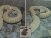 Watch: Chinese zoo feeds live puppies to python snakes (in front of visitors) Chinese zoo feeds live puppies to python snakes
