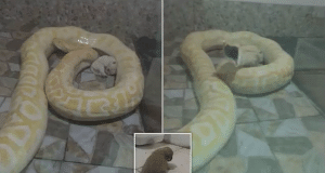 Chinese zoo feeds live puppies to python snakes