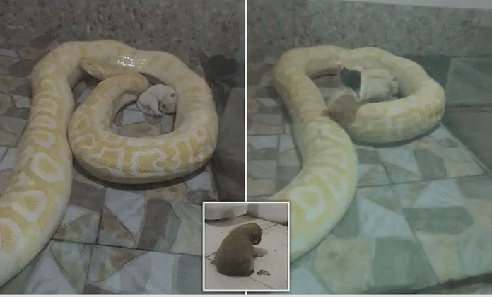 Chinese zoo feeds live puppies to python snakes