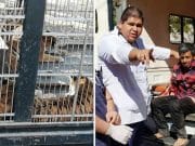 Cipriano Avarez: Guatemala circus worker has arms ripped off by starving tigers Guatemala circus worker arms ripped off feeding tigers