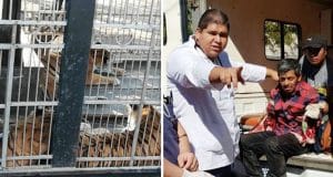 Guatemala circus worker arms ripped off feeding tigers