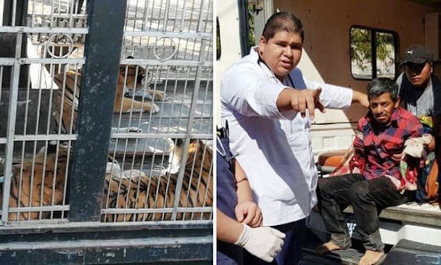 Guatemala circus worker arms ripped off feeding tigers