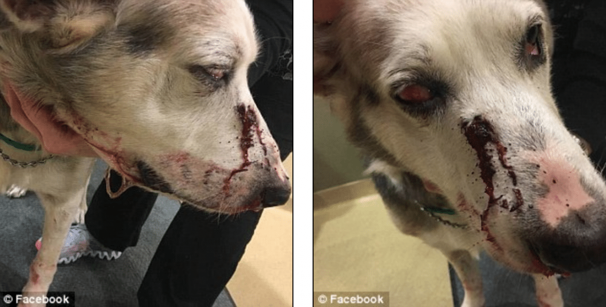 Anthony Holmes Pottsville man arrested shooting barking dog