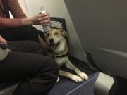 Should they be allowed? Southwest Airlines support dog bites six year old girl Southwest Airlines emotional support dog