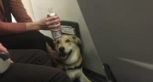 Southwest Airlines emotional support dog