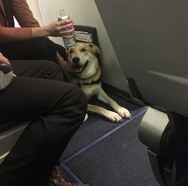 Southwest Airlines emotional support dog