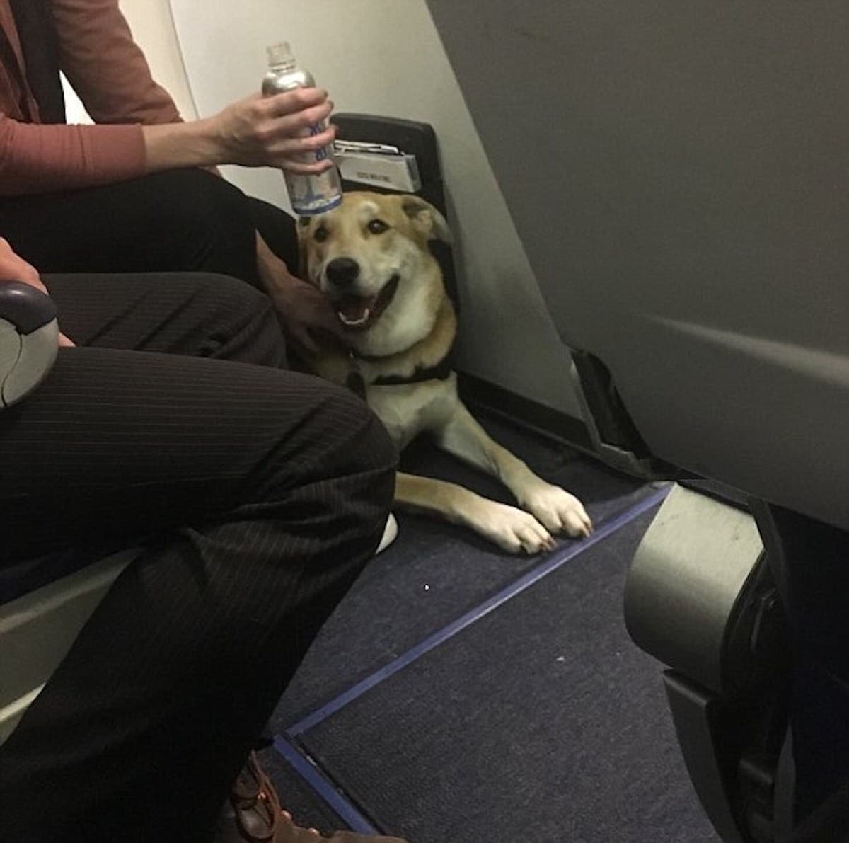 Southwest Airlines emotional support dog 