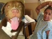 Florida pit bull owner has arm ripped off by ‘gentle’ pet of nine years Yasmin Adam Florida pit bull dog attack