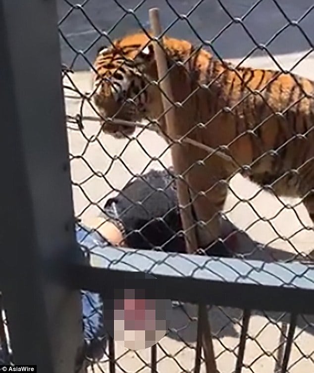 Chinese zookeeper mauled to death by tiger