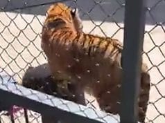 Chinese zookeeper mauled to death