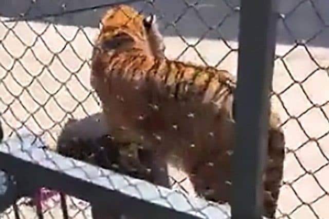Chinese zookeeper mauled to death