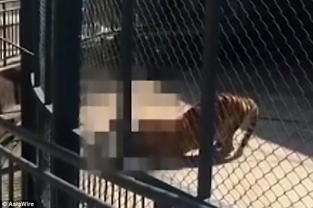 Chinese zookeeper mauled to death by tiger