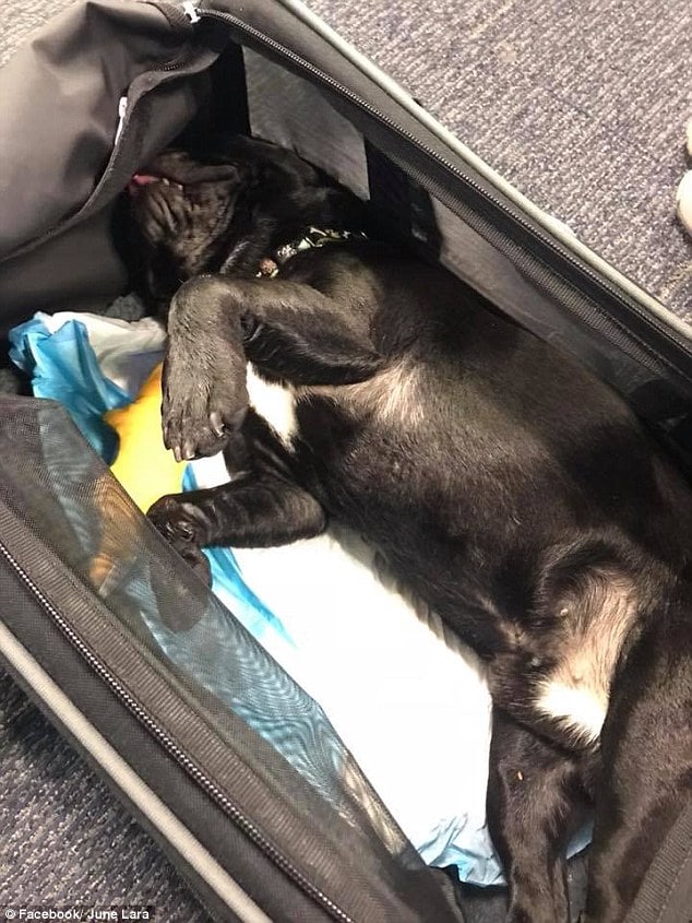 Dog dies after United Airlines flight attendant forces owner to store it overhead bin
