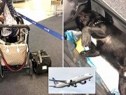 How? French bulldog puppy dies after United Airlines force owner to put it in overhead bin Dog dies after United Airlines flight attendant forces owner to store it overhead bin.