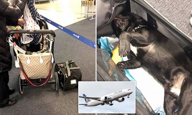 Dog dies after United Airlines flight attendant forces owner to store it overhead bin.
