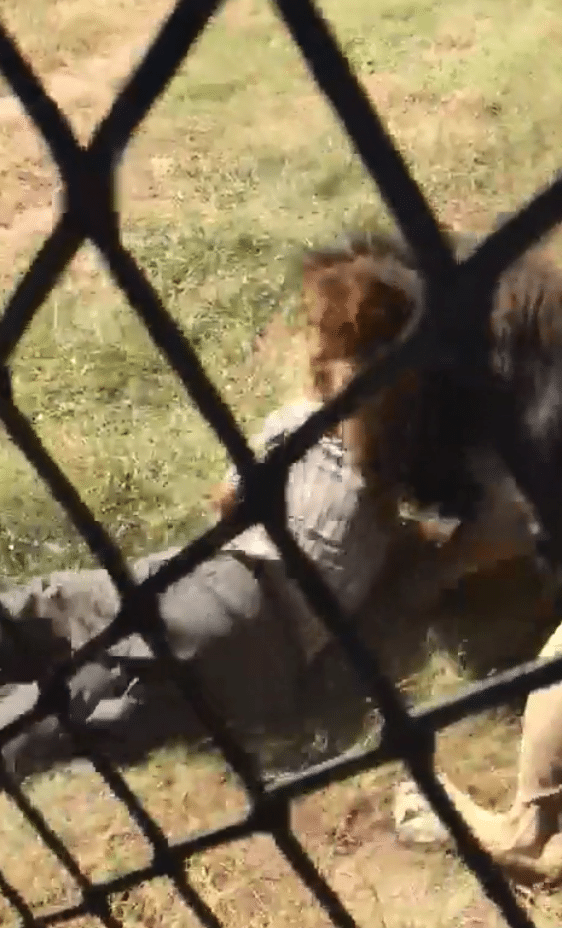 Makarele Predator Park lion attack