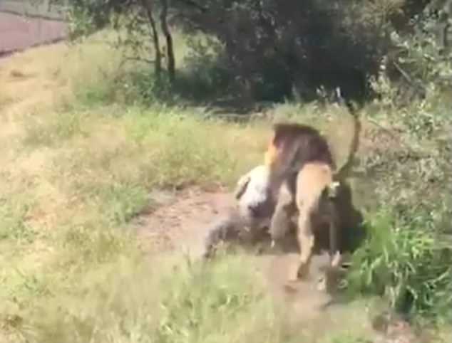 Makarele Predator Park lion attack