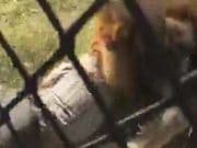 Watch: British Safari park owner mauled by lion (after walking in enclosure). Makarele Predator Centre lion attack