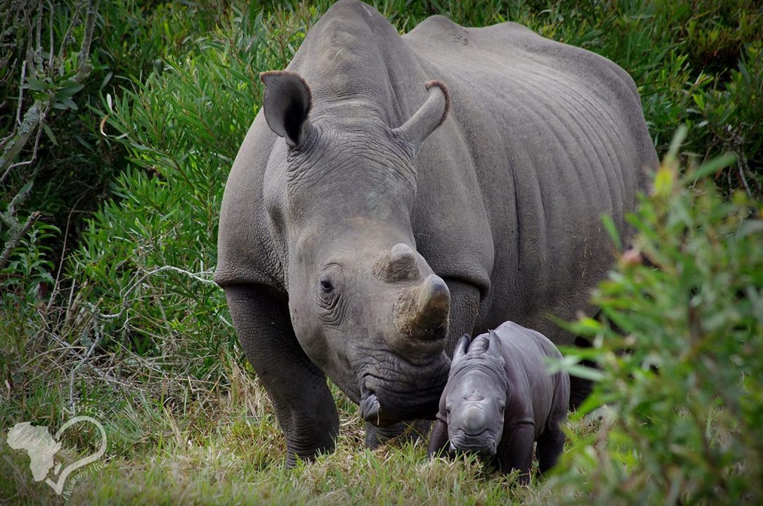 Bella white rhino poached