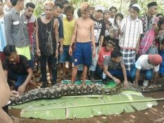 Wa Tiba Indonesian Woman Swallowed By Giant Python Snake Whole.