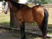 Yelm horse tongue cut out
