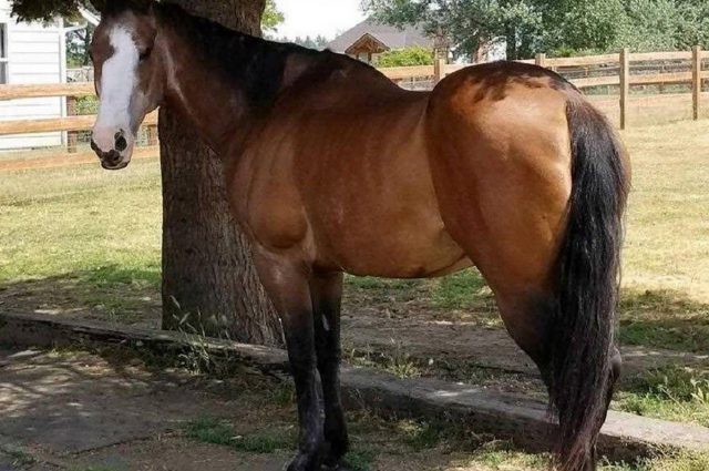 Yelm horse tongue cut out