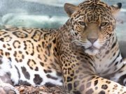 How? New Orleans jaguar escapes from enclosure- kills six animals Audubon Zoo jaguar escapes