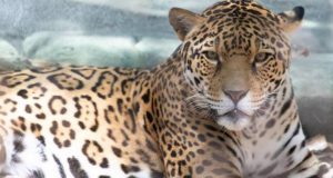 Audubon Zoo jaguar escapes