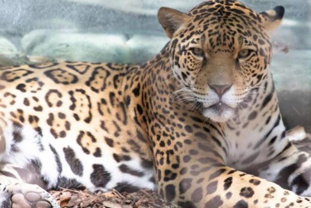 Audubon Zoo jaguar escapes