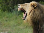 Three poachers mauled to death by pride of lions trespassing game reserve to hunt rhinos. Sibuya Game Reserve poachers mauled