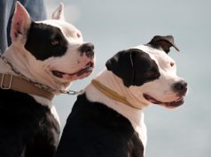 Montgomery County woman killed by two pit bulls