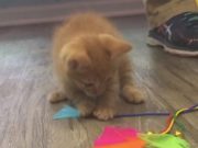 ‘Just having fun’ South Carolina teens admit trying to drown kitten in Snapchat video South Carolina teens try drowning kitten in snapchat video