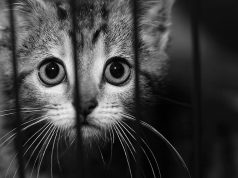 Spencer County Animal Shelter euthanasia investigation.