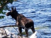 lake Champlain moose drowns